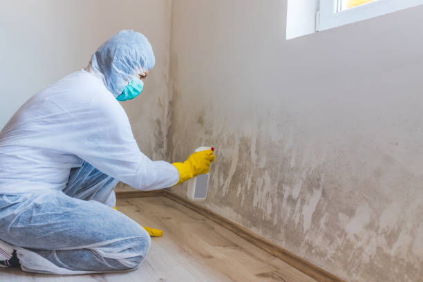 Trusted Jamesburg, NJ Mold Remediation Experts