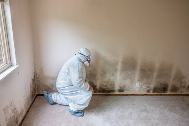 Professional Mold Remediation in Jamesburg, NJ